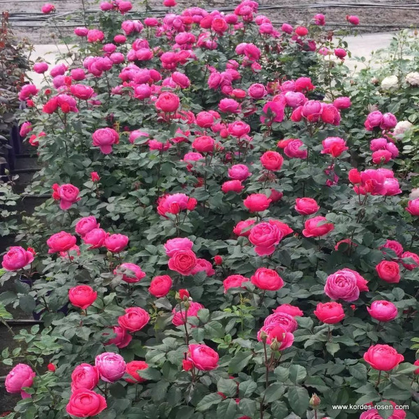 GARTENPRINZESSIN MARIE-JOSÈ® GARTENPRINZESSIN MARIE-JOSÈ®